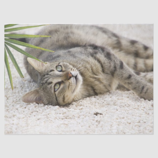 relaxing cat tissue paper (Front)