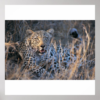 Relaxing Cheetah Poster