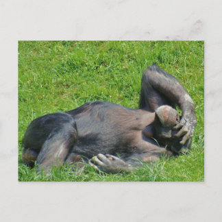 Relaxing Chimpanzee - Postcard