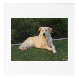 Relaxing Dog Acrylic Print