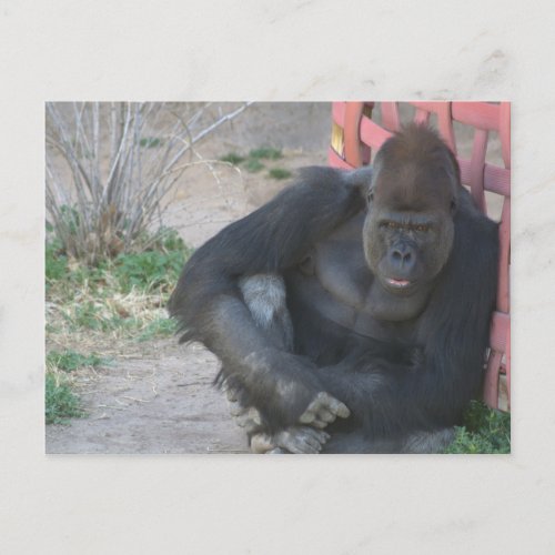 Relaxing Gorilla Postcard