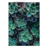 Relaxing Green Blue Succulent Cactus Plants (Front)