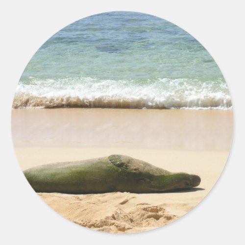 Relaxing Monk Seal