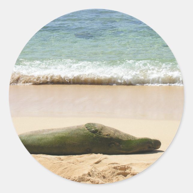 Relaxing Monk Seal (Front)