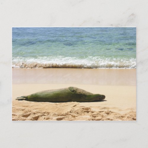 Relaxing Monk Seal Postcard