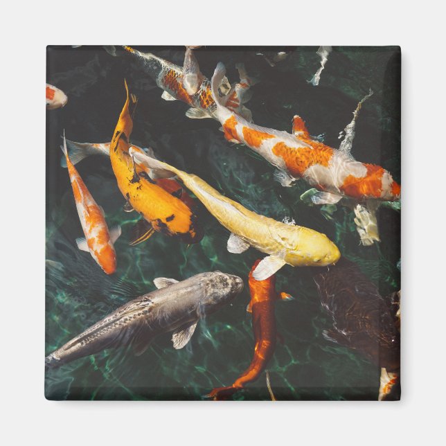 Relaxing Orange & White Asian Koi Fish Pond Magnet (Front)