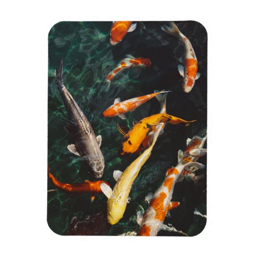 Relaxing Orange  White Asian Koi Fish Pond Magnet