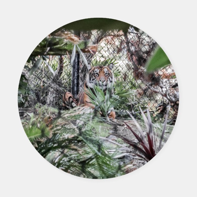 Relaxing Tiger Acrylic Coaster Set (Single)