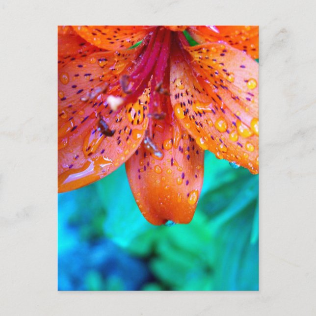 remains of summerrain postcard (Front)