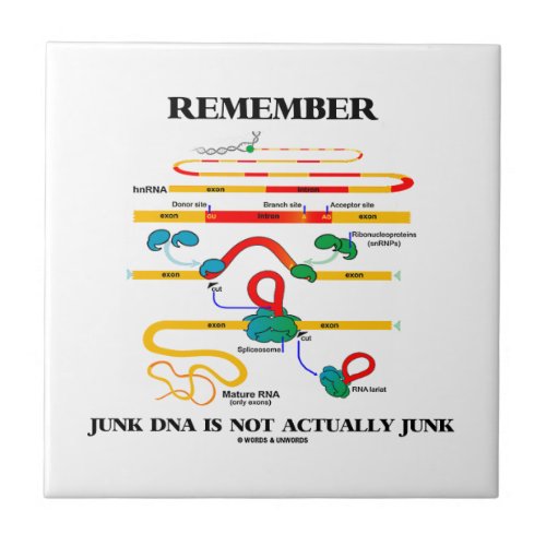 Remember Junk DNA Is Not Actually Junk Tile
