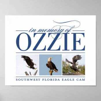 Remembering Ozzie Decorative Poster by SWFLEagleCam at Zazzle
