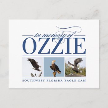 Remembering Ozzie Postcard by SWFLEagleCam at Zazzle