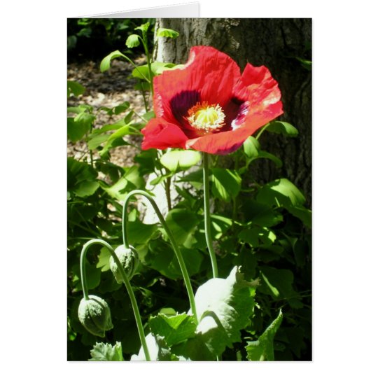Remembrance Poppy Card