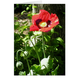Remembrance Poppy Cards