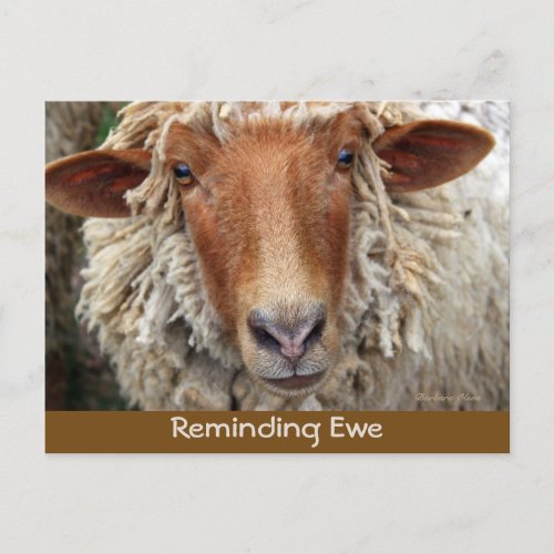 Reminding Ewe Reminder Cards