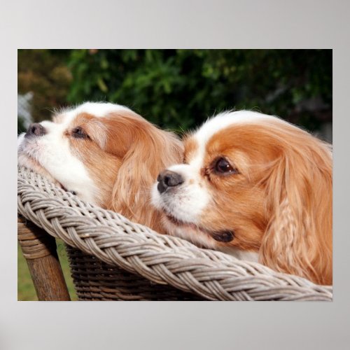 Renae and Joey Cavalier Spaniels Poster