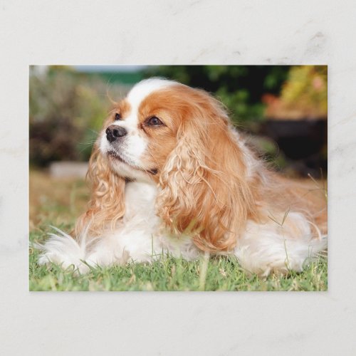 Renae puppy Cavalier King Charles Spaniel Postcard