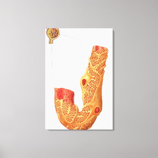 Renal Corpuscle And The Filtration Membrane Canvas Print (Front)