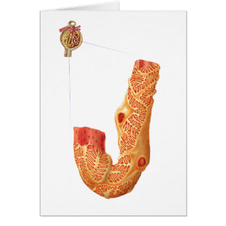 Renal Corpuscle And The Filtration Membrane Cards