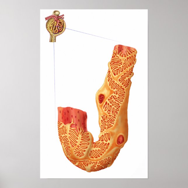 Renal Corpuscle And The Filtration Membrane Poster (Front)