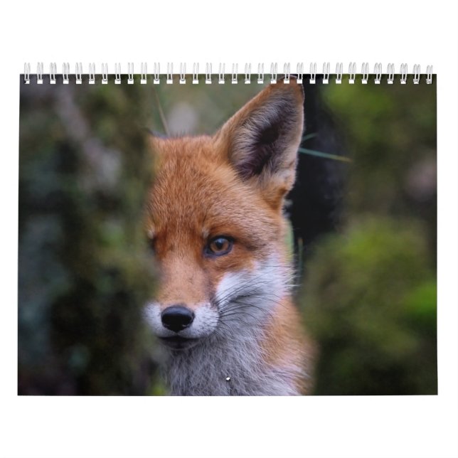 Renard Calendar, Calendar Fox, Forest (Cover)