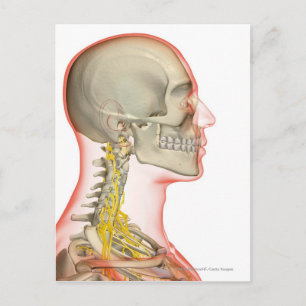 Rendering of the nerves of the neck postcard