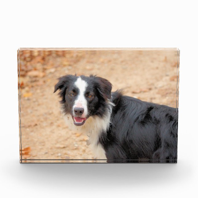 Rene Photo Block (Front)