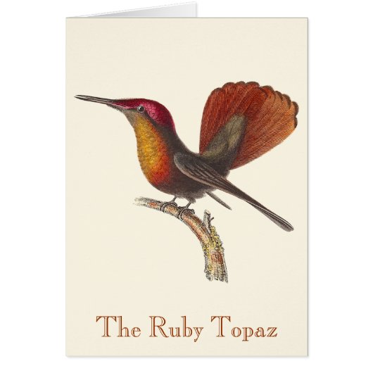 Rene Primevere Lesson - The Ruby Topaz Hummingbird (Front)