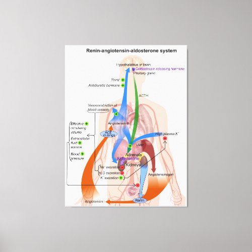 Renin_Angiotensin System Chart Human Body Diagram Canvas Print
