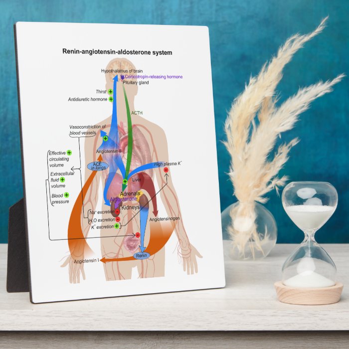 Renin Angiotensin system (RAS) Diagram Plaque