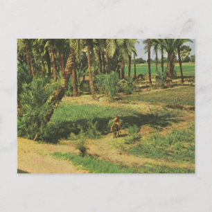 Replica  Vintage Egypt, Nile delta agriculture Postcard