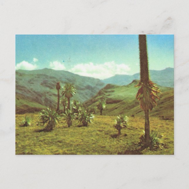 Replica  Vintage Haute Semien, Ethiopia, 3750m Postcard (Front)