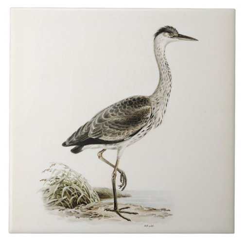 Repro Vintage Gray Heron Illustration Ceramic Tile