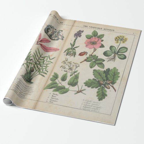 Reproduction of Vintage British Botanical Art  Wrapping Paper