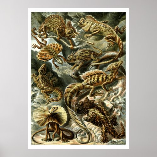 Reptile Lizards by Ernst Haeckel Poster