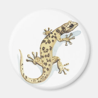 Reptile magnet