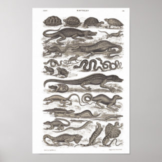 Reptile vintage natural history print
