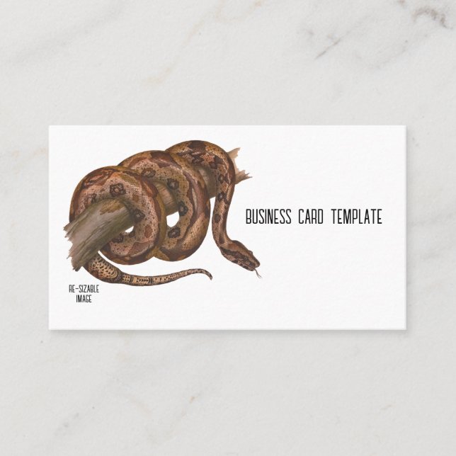 Reptiles Boa Constrictor Snake Business Card (Front)