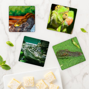 Reptiles Coaster Set