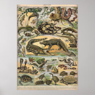 Reptiles - Collection of reptiles Poster