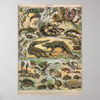 Reptiles - Collection of reptiles Poster