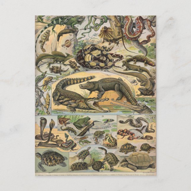 Reptiles Postcard (Front)