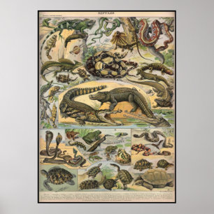 Reptiles Poster