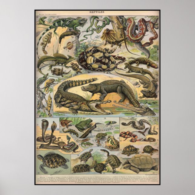 Reptiles Poster (Front)