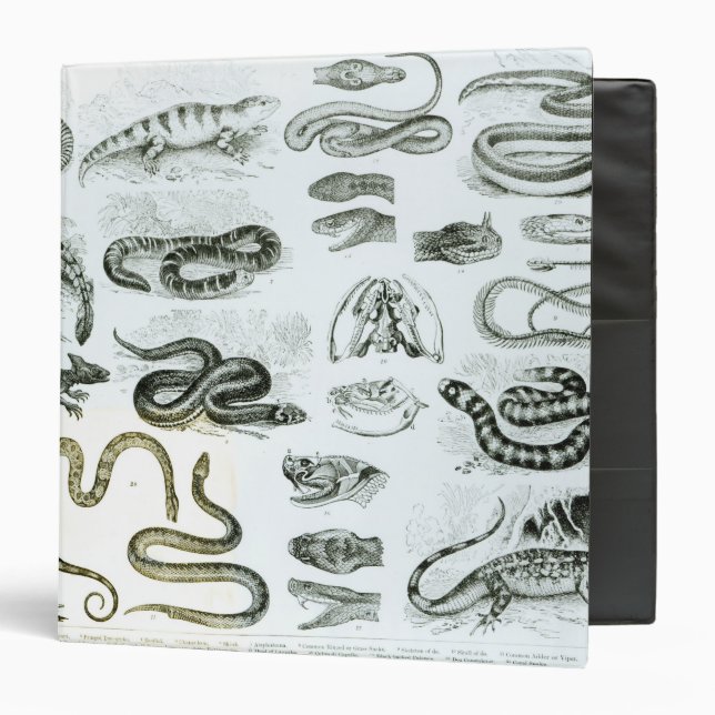 Reptiles, Serpents and Lizards Binder (Front/Inside)
