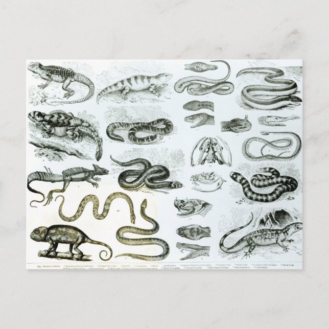 Reptiles, Serpents and Lizards Postcard (Front)