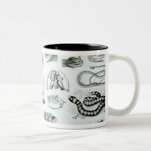 Reptiles Serpents and Lizards Two_Tone Coffee Mug