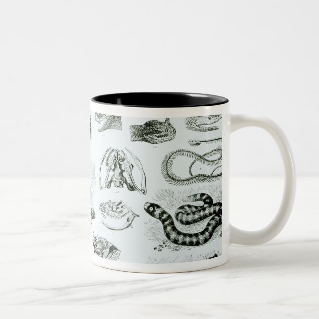 Reptiles, Serpents and Lizards Two-Tone Coffee Mug (Right)