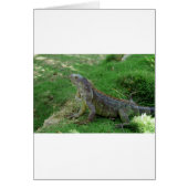 Reptilian Look.JPG (Front)