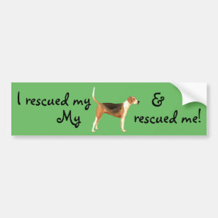 american foxhound rescue